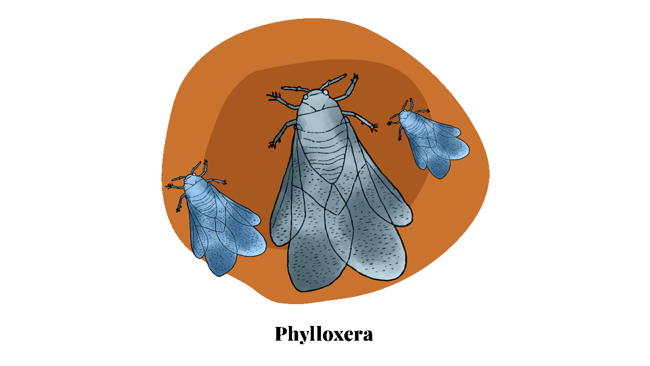 Overcoming the Phylloxera Crisis